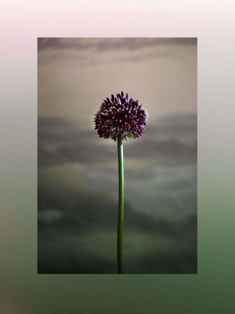 'At the Edge: Allium on Seascape’ by Zoe Childerley