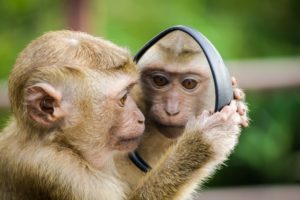 Monkey and mirror