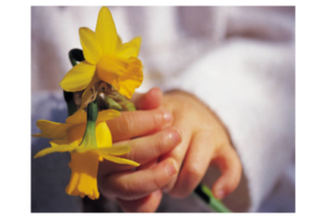 Daffodils in hands