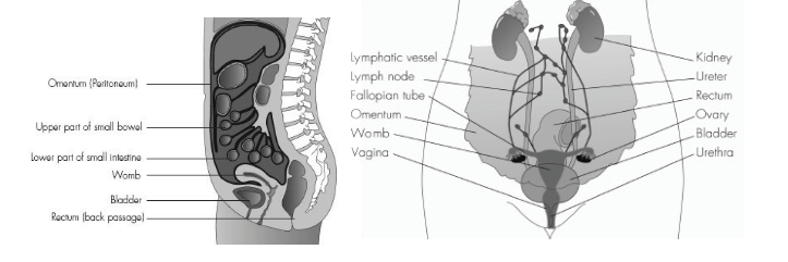 Two diagrams of the female anatomy