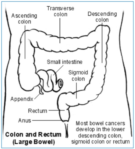 Colon and rectum